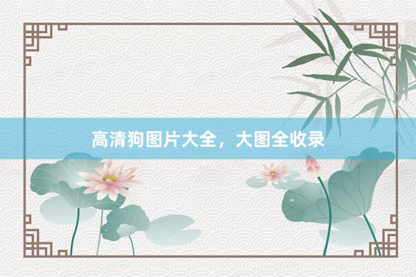 高清狗图片大全，大图全收录